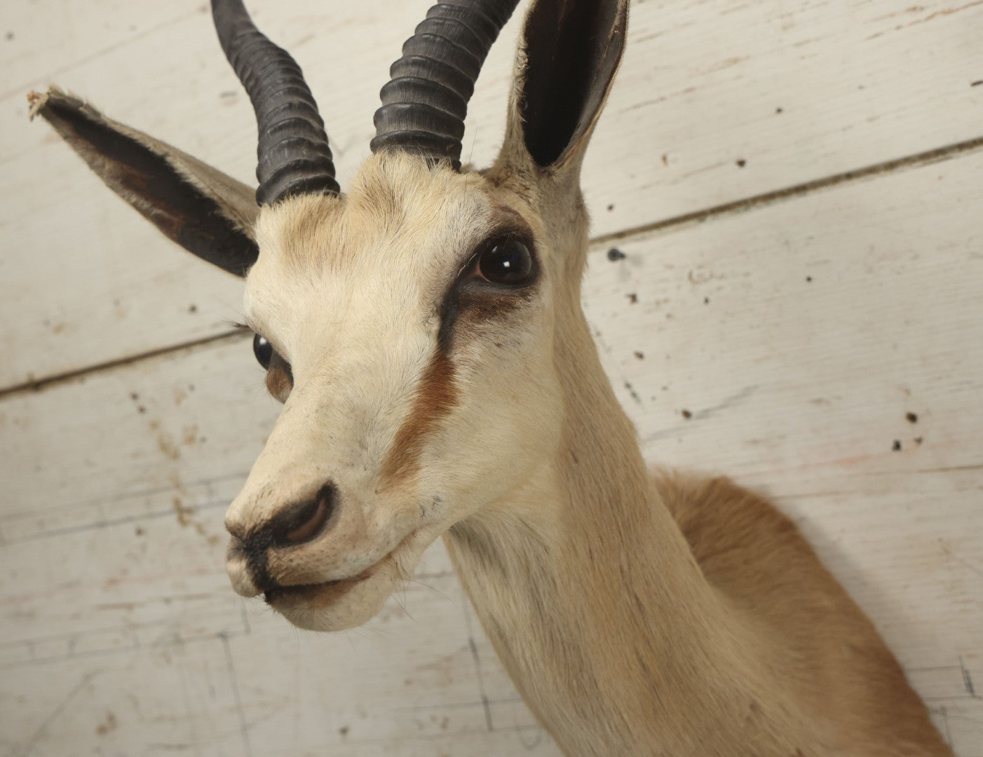 Lot 007 - Vintage Gazelle Shoulder Mount Taxidermy, Mounted By Frontier Taxidermists, Inc., Cheyenne, Wyoming, 1984