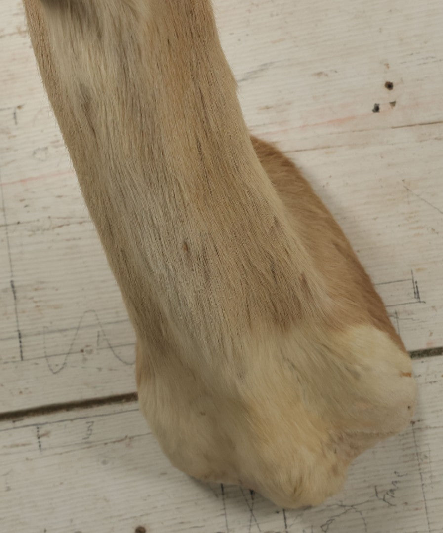 Lot 007 - Vintage Gazelle Shoulder Mount Taxidermy, Mounted By Frontier Taxidermists, Inc., Cheyenne, Wyoming, 1984