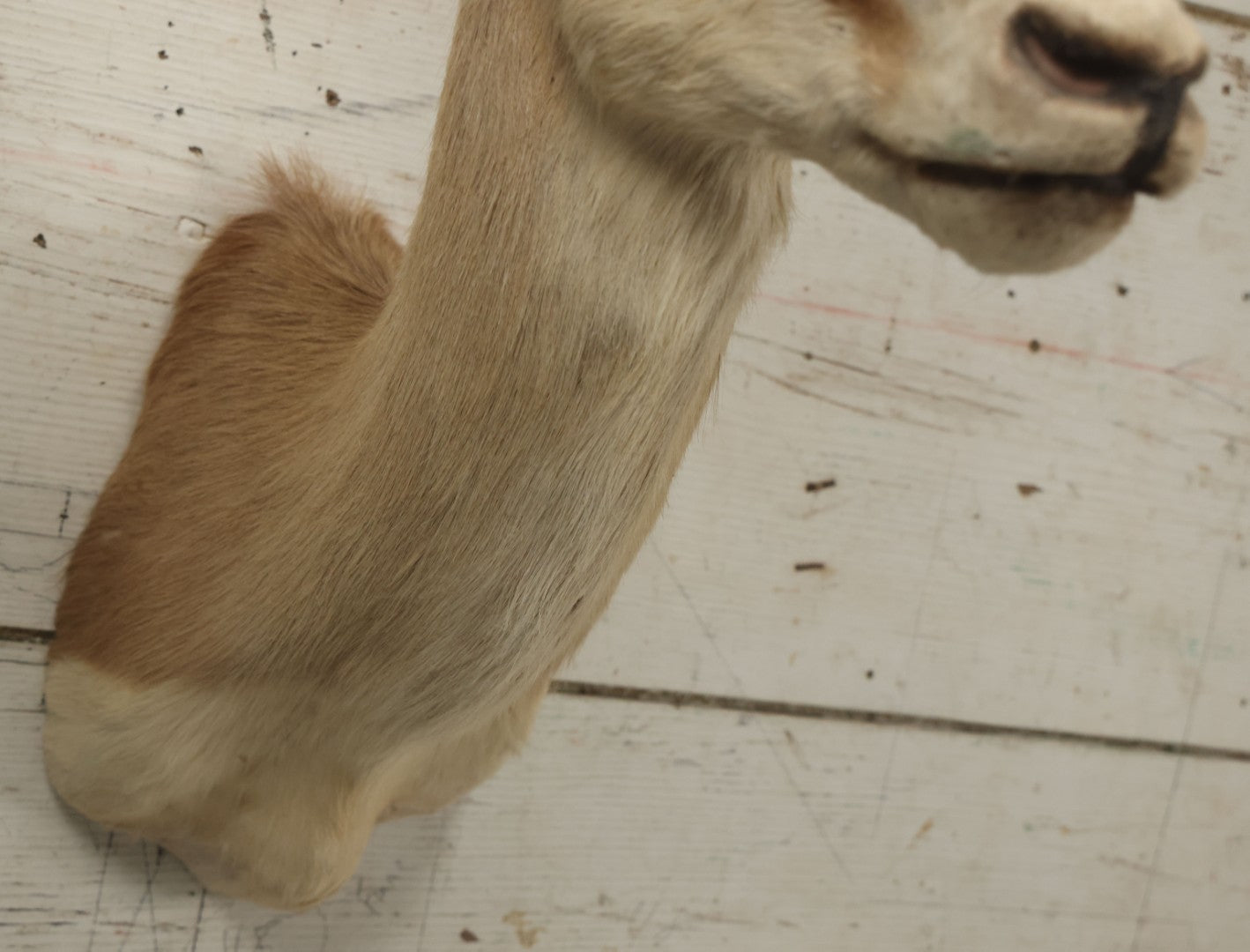 Lot 007 - Vintage Gazelle Shoulder Mount Taxidermy, Mounted By Frontier Taxidermists, Inc., Cheyenne, Wyoming, 1984