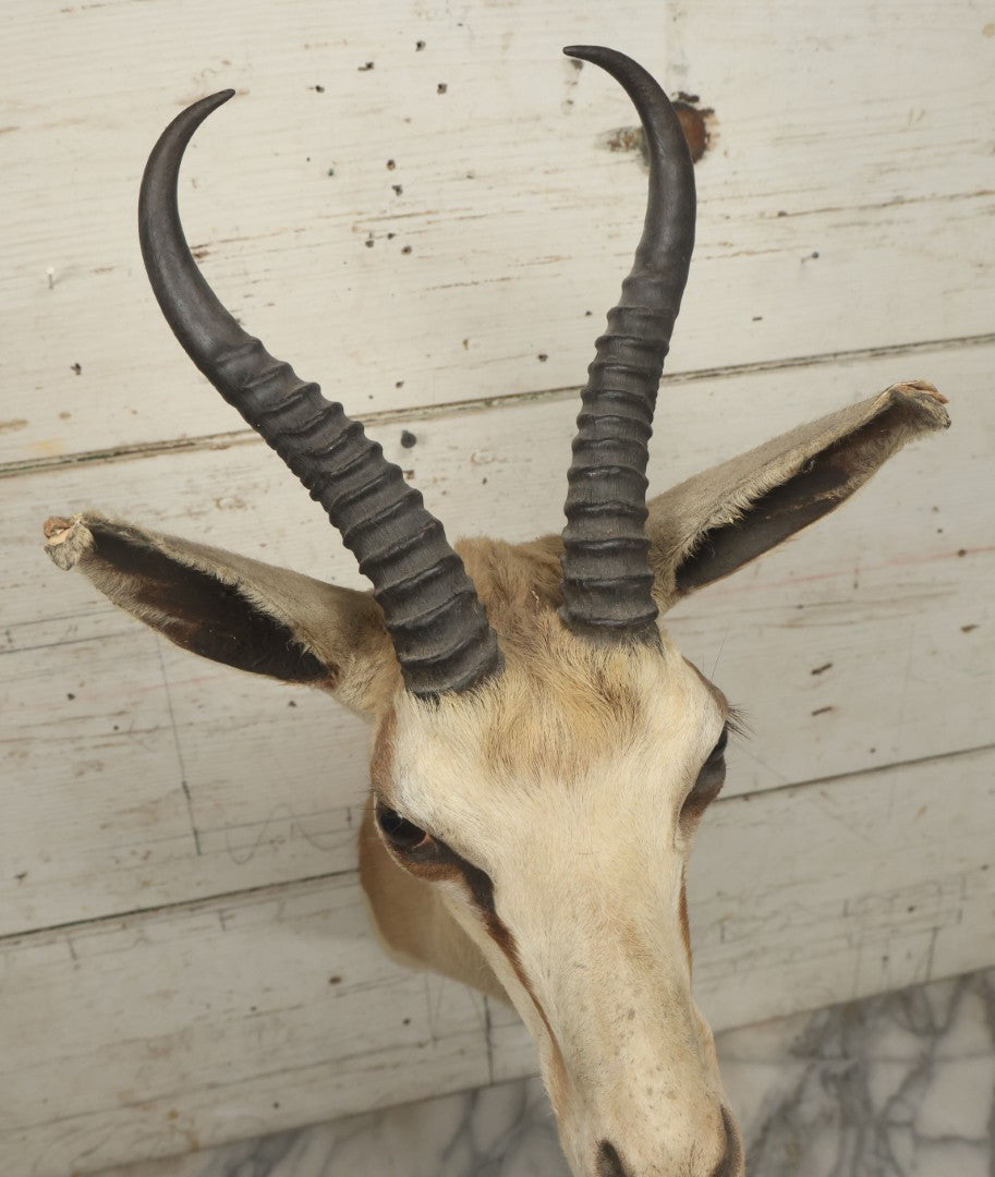 Lot 007 - Vintage Gazelle Shoulder Mount Taxidermy, Mounted By Frontier Taxidermists, Inc., Cheyenne, Wyoming, 1984