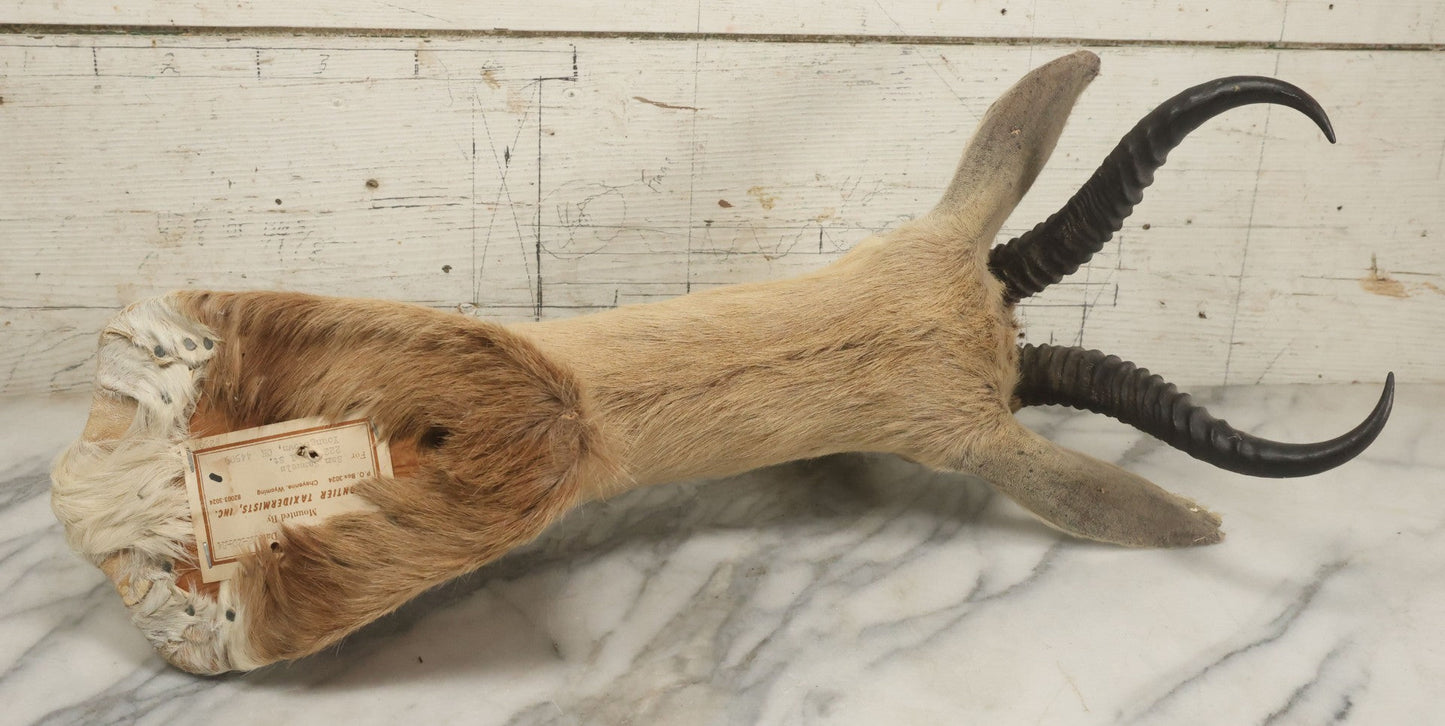 Lot 007 - Vintage Gazelle Shoulder Mount Taxidermy, Mounted By Frontier Taxidermists, Inc., Cheyenne, Wyoming, 1984