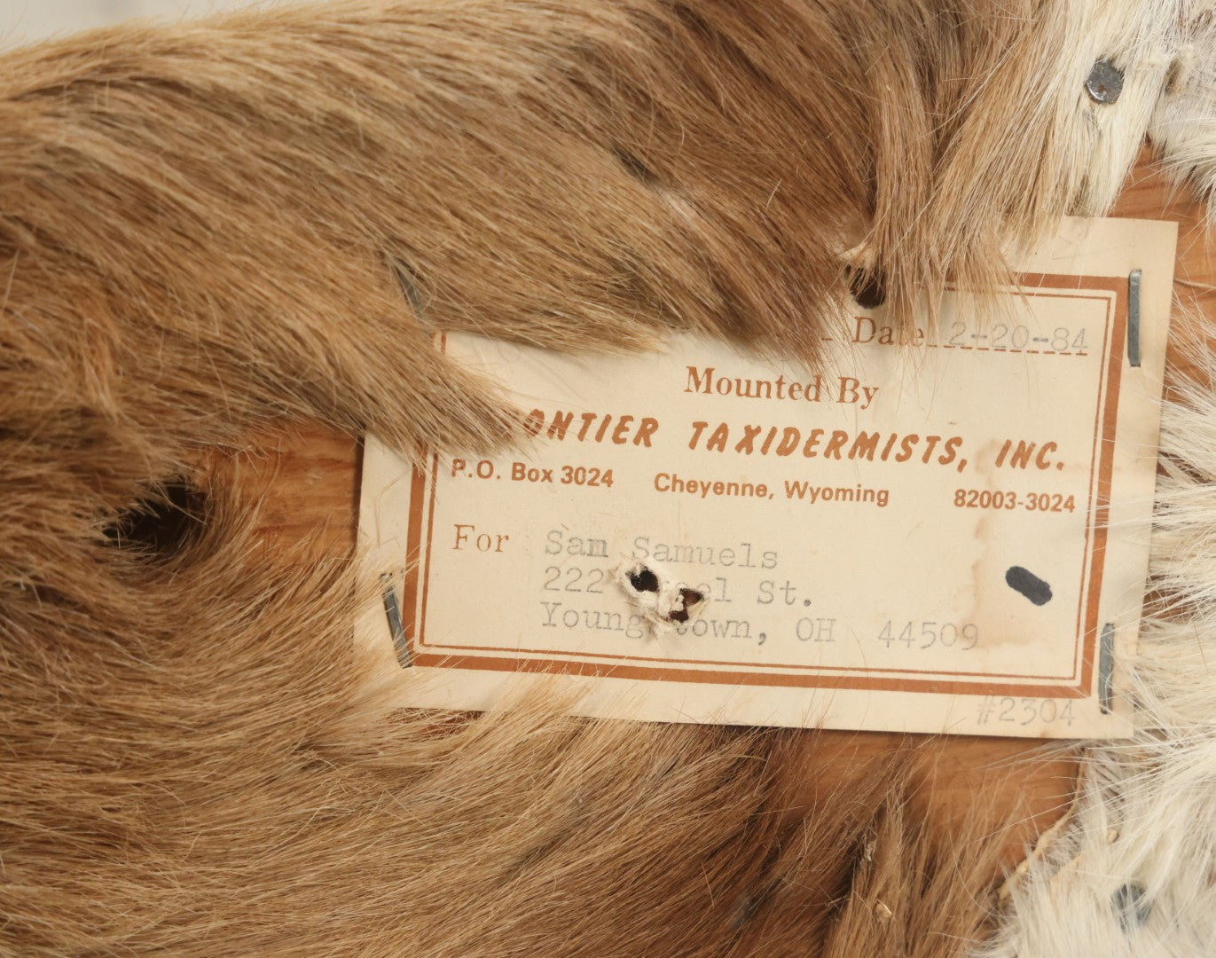 Lot 007 - Vintage Gazelle Shoulder Mount Taxidermy, Mounted By Frontier Taxidermists, Inc., Cheyenne, Wyoming, 1984