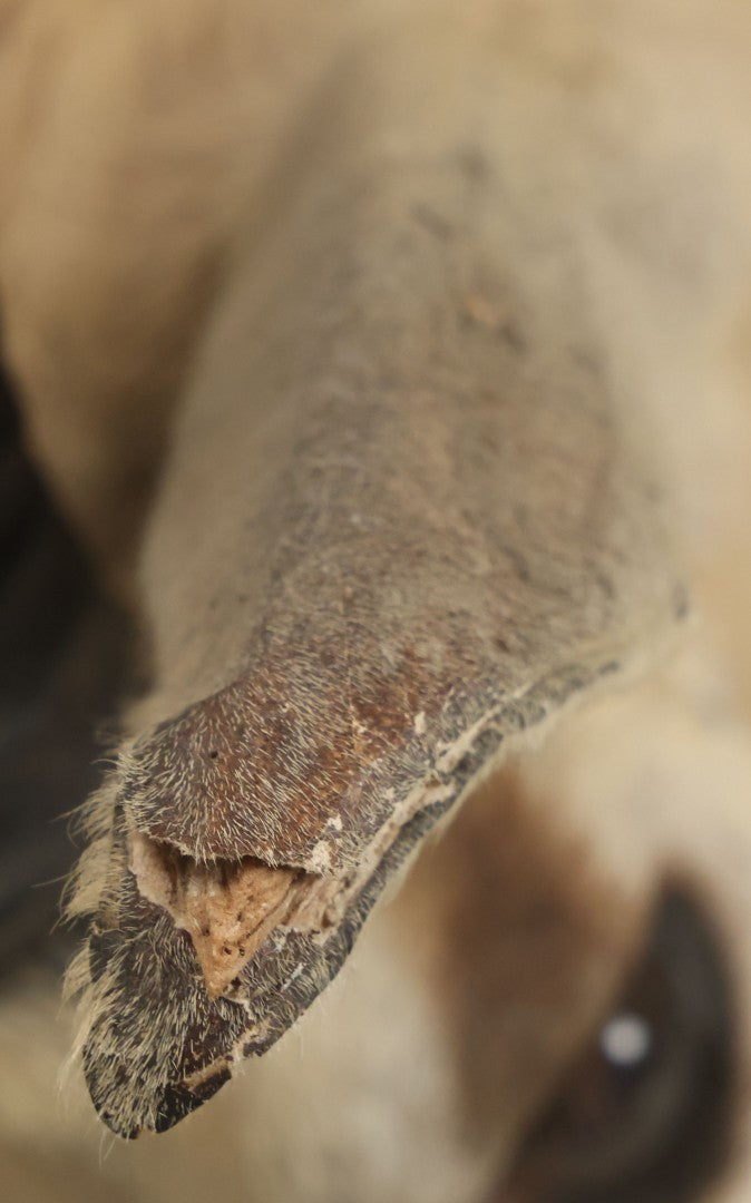 Lot 007 - Vintage Gazelle Shoulder Mount Taxidermy, Mounted By Frontier Taxidermists, Inc., Cheyenne, Wyoming, 1984