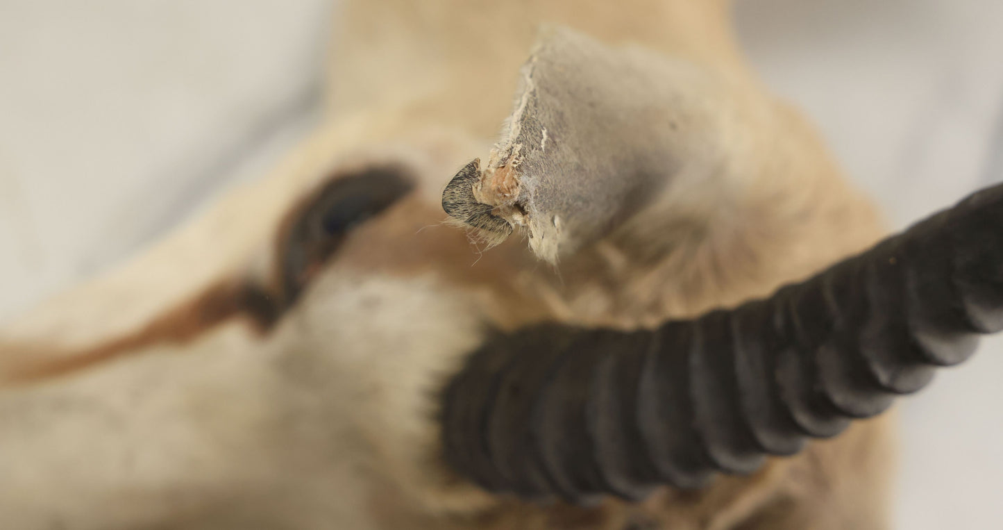 Lot 007 - Vintage Gazelle Shoulder Mount Taxidermy, Mounted By Frontier Taxidermists, Inc., Cheyenne, Wyoming, 1984