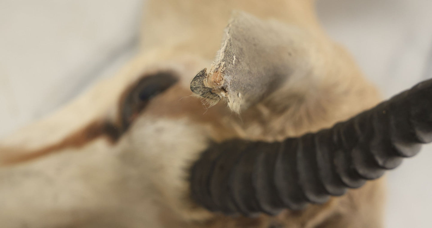 Lot 007 - Vintage Gazelle Shoulder Mount Taxidermy, Mounted By Frontier Taxidermists, Inc., Cheyenne, Wyoming, 1984