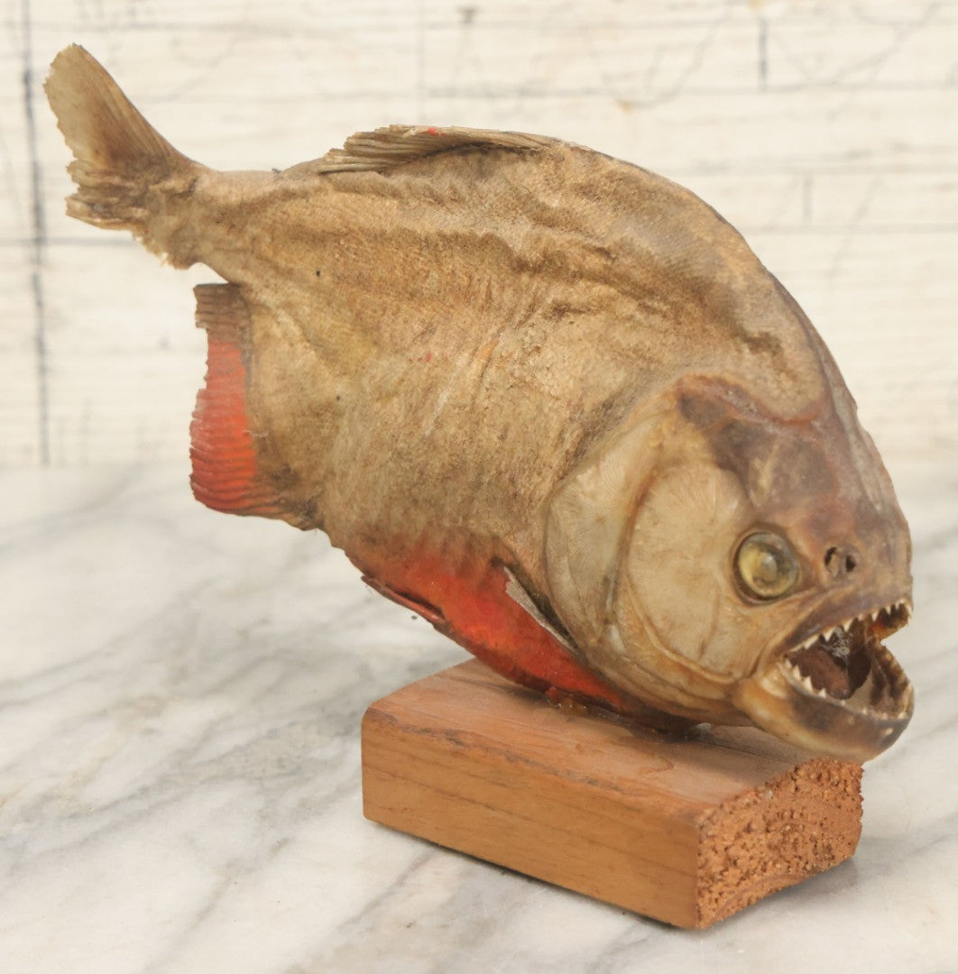 Lot 008 - Vintage Piranha Taxidermy Mount, Note Poor Condition, Missing Tailpiece