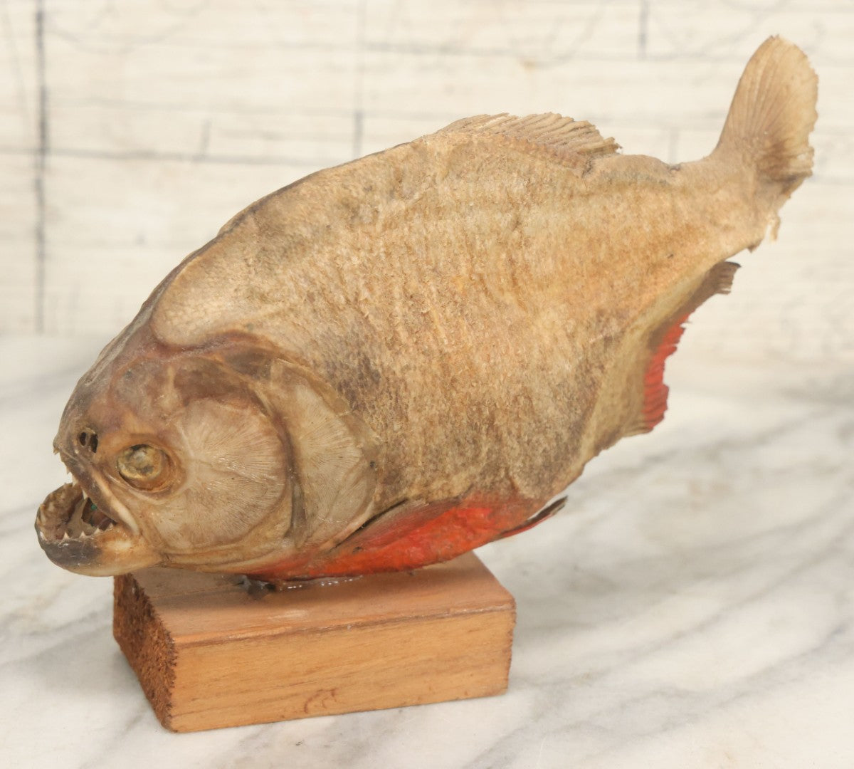 Lot 008 - Vintage Piranha Taxidermy Mount, Note Poor Condition, Missing Tailpiece