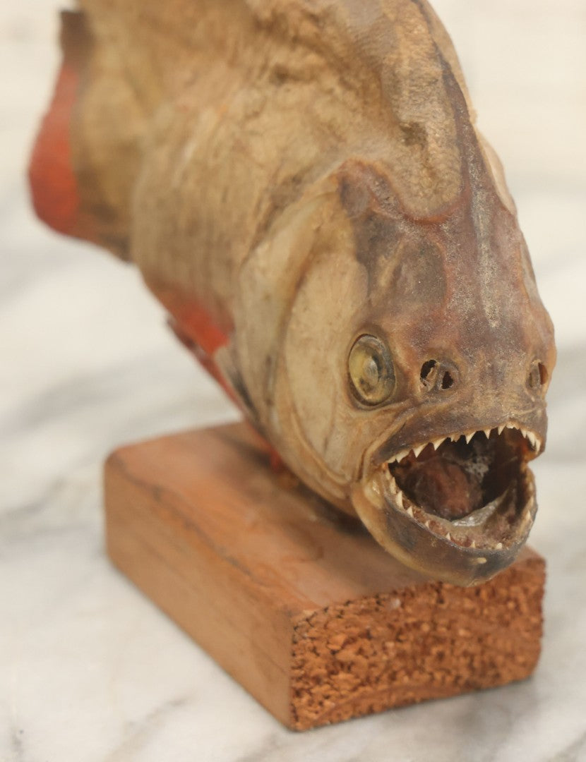 Lot 008 - Vintage Piranha Taxidermy Mount, Note Poor Condition, Missing Tailpiece
