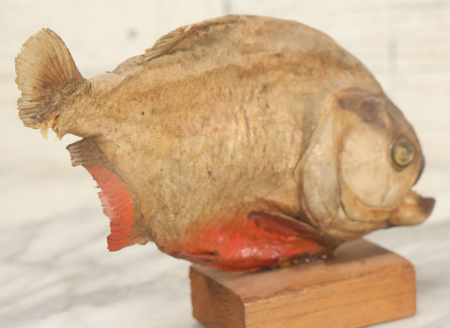 Lot 008 - Vintage Piranha Taxidermy Mount, Note Poor Condition, Missing Tailpiece
