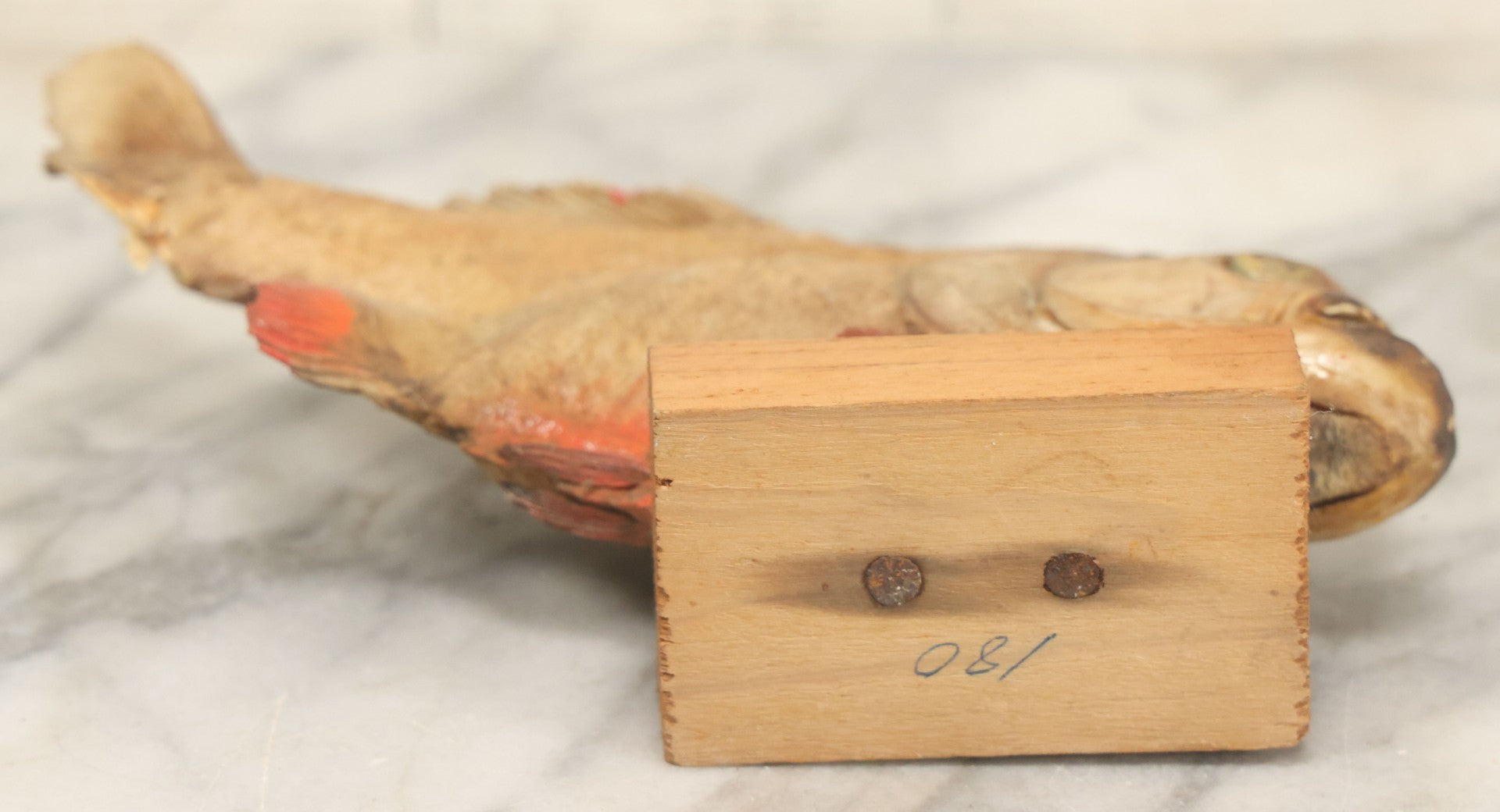 Lot 008 - Vintage Piranha Taxidermy Mount, Note Poor Condition, Missing Tailpiece