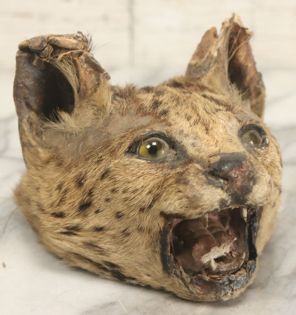 Lot 009 - Antique Wild Cat Taxidermy Head, Rug Fragment, Note Heavy Wear And Tear