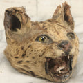 Lot 009 - Antique Wild Cat Taxidermy Head, Rug Fragment, Note Heavy Wear And Tear