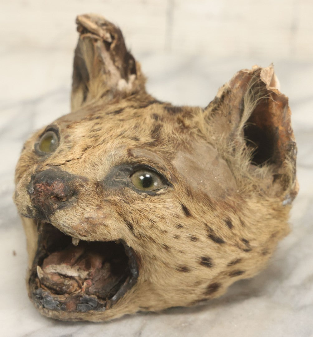 Lot 009 - Antique Wild Cat Taxidermy Head, Rug Fragment, Note Heavy Wear And Tear