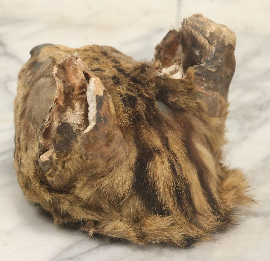 Lot 009 - Antique Wild Cat Taxidermy Head, Rug Fragment, Note Heavy Wear And Tear