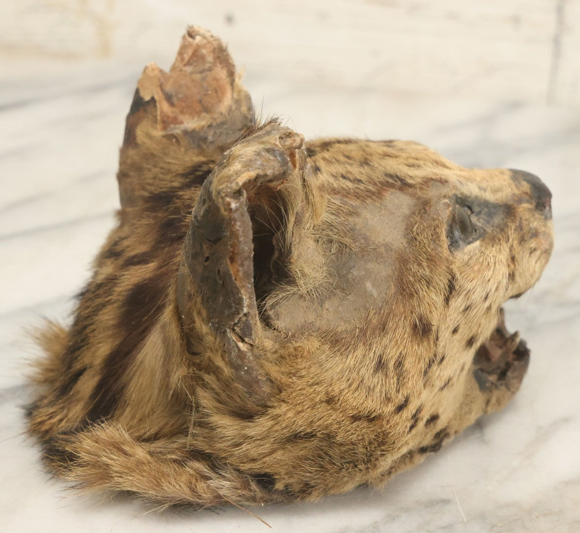 Lot 009 - Antique Wild Cat Taxidermy Head, Rug Fragment, Note Heavy Wear And Tear
