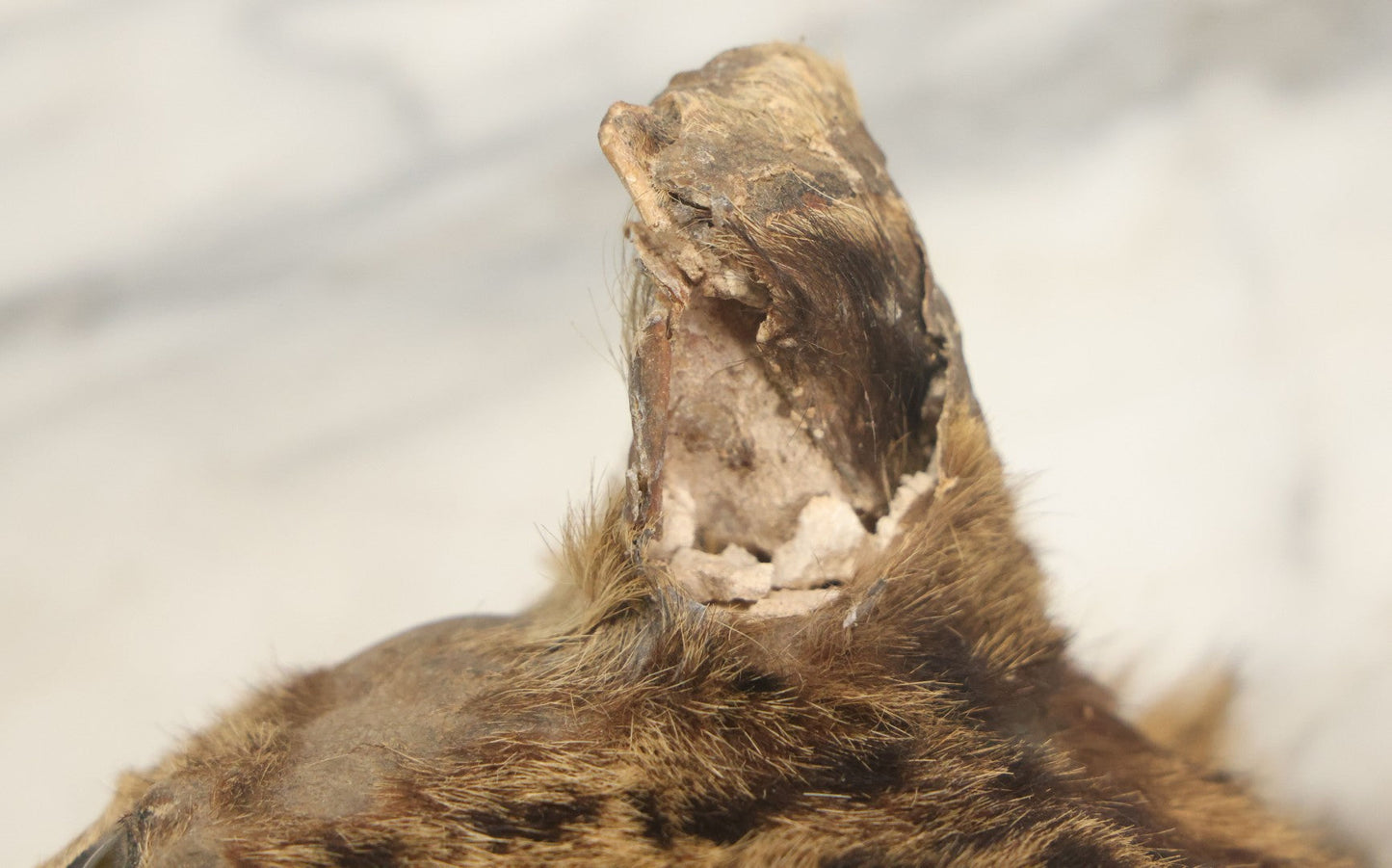 Lot 009 - Antique Wild Cat Taxidermy Head, Rug Fragment, Note Heavy Wear And Tear