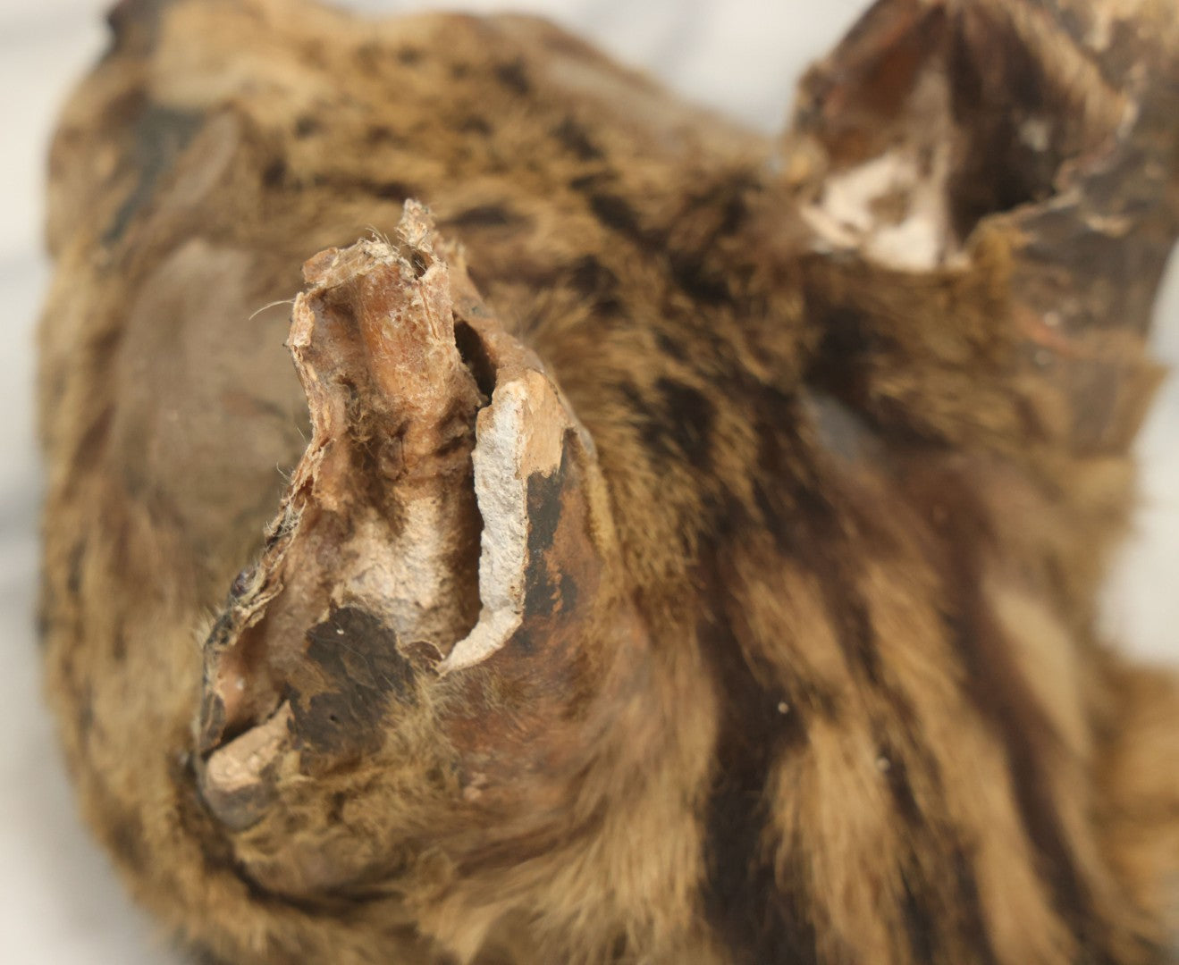 Lot 009 - Antique Wild Cat Taxidermy Head, Rug Fragment, Note Heavy Wear And Tear