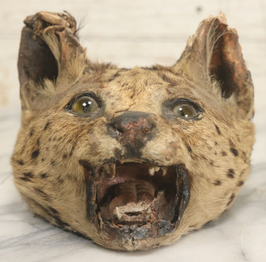 Lot 009 - Antique Wild Cat Taxidermy Head, Rug Fragment, Note Heavy Wear And Tear