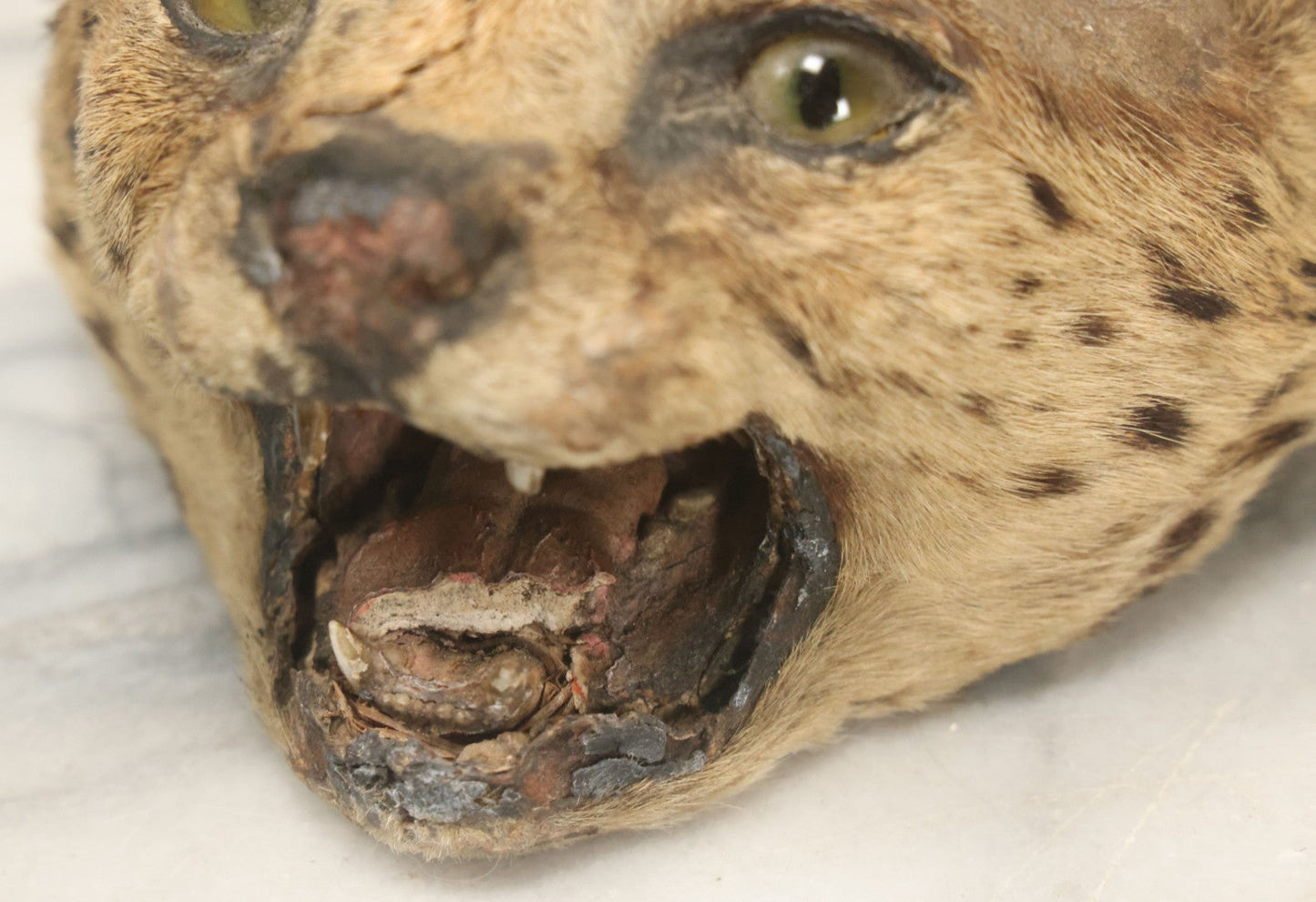 Lot 009 - Antique Wild Cat Taxidermy Head, Rug Fragment, Note Heavy Wear And Tear