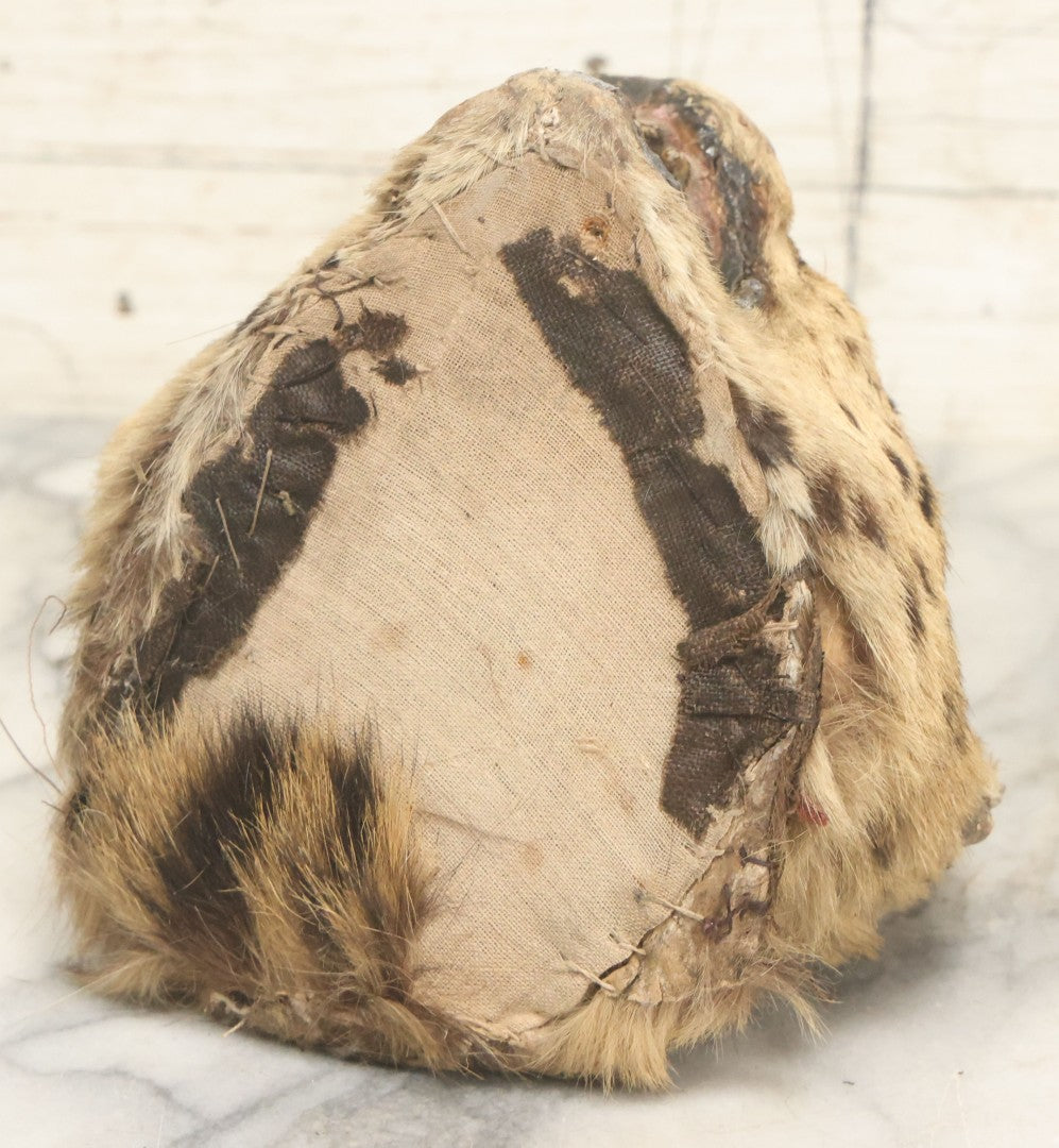 Lot 009 - Antique Wild Cat Taxidermy Head, Rug Fragment, Note Heavy Wear And Tear