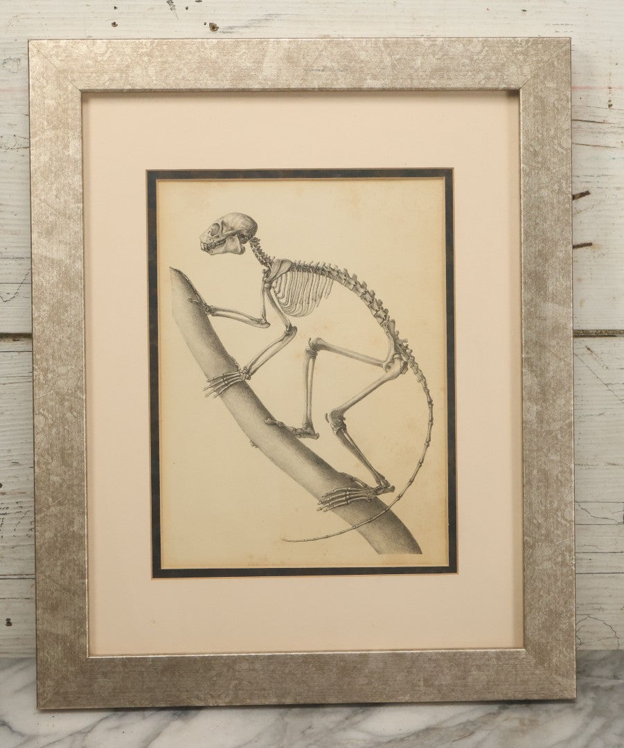 Lot 013 - Antique Animal Anatomy Book Plate Of The Greater Bamboo Lemur (Hapalemur Simus), H. Formant, Lithographer, In Modern Frame, 13" x 16"