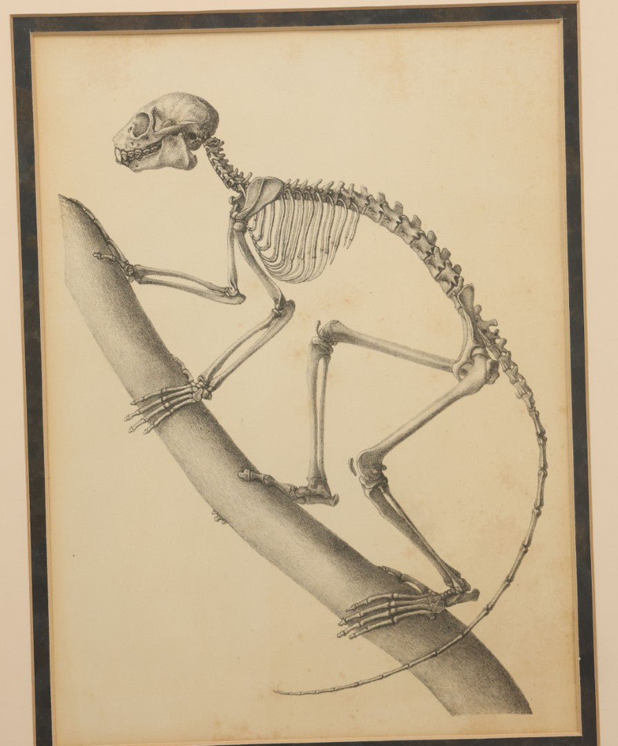 Lot 013 - Antique Animal Anatomy Book Plate Of The Greater Bamboo Lemur (Hapalemur Simus), H. Formant, Lithographer, In Modern Frame, 13" x 16"
