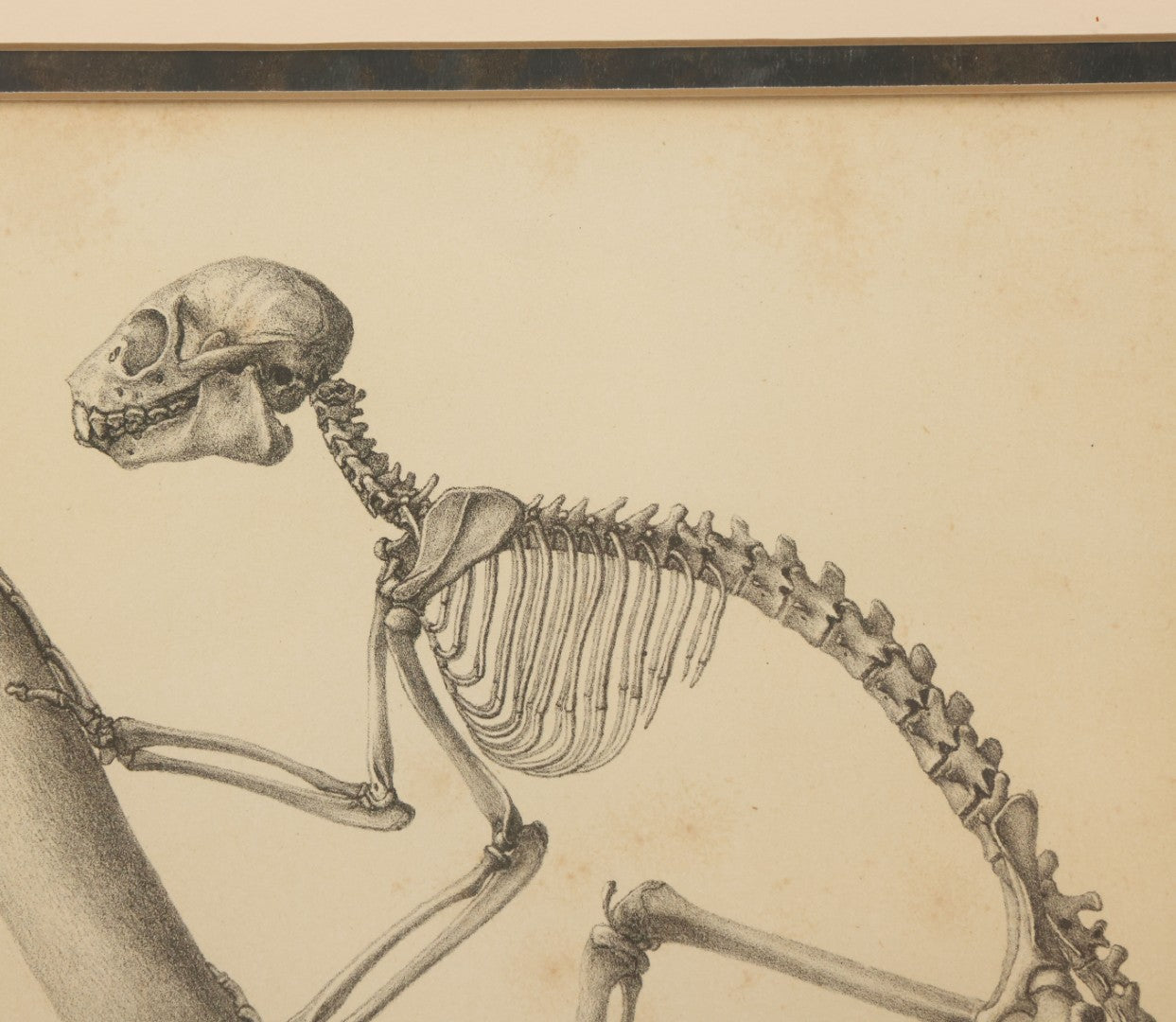 Lot 013 - Antique Animal Anatomy Book Plate Of The Greater Bamboo Lemur (Hapalemur Simus), H. Formant, Lithographer, In Modern Frame, 13" x 16"