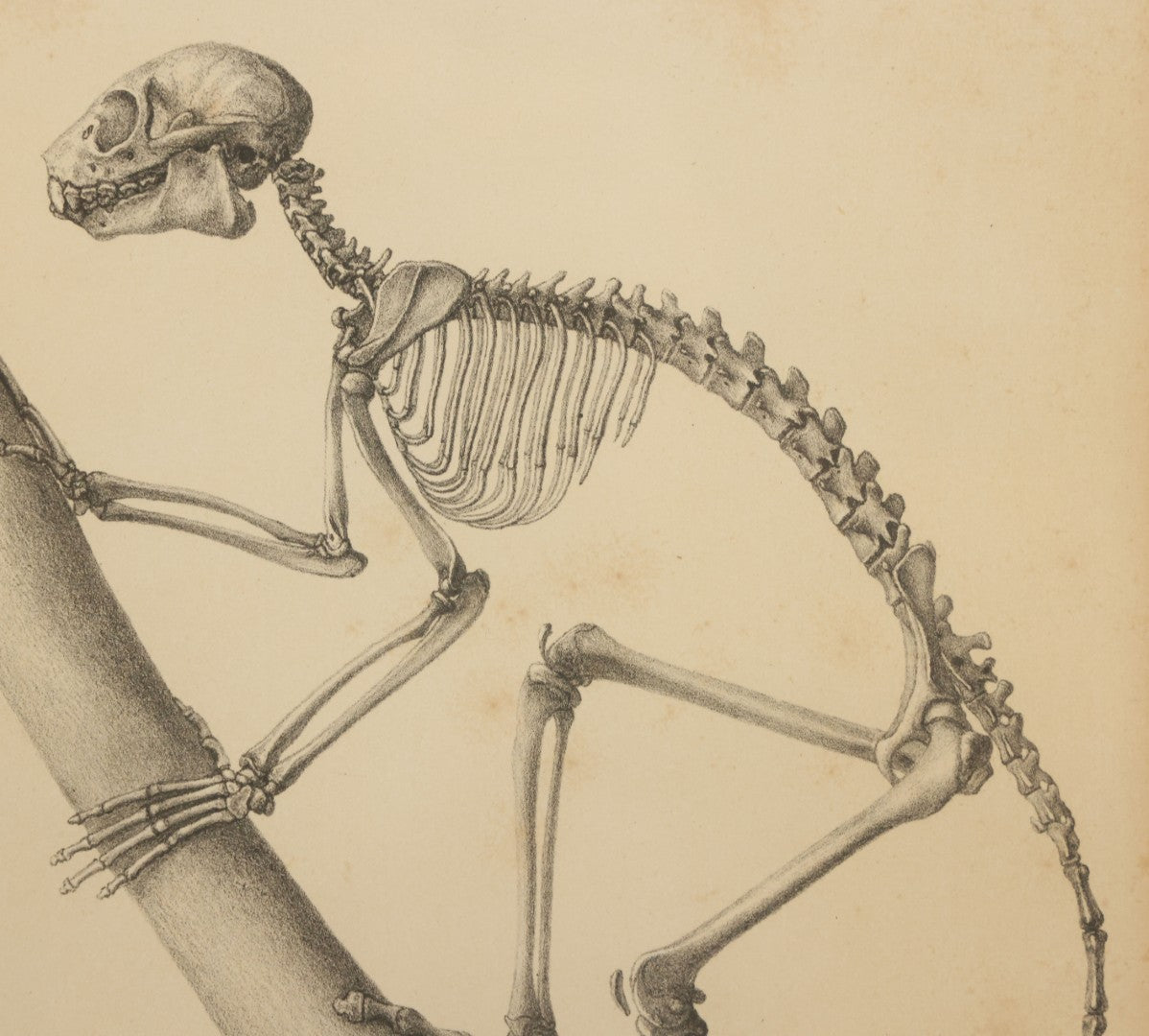 Lot 013 - Antique Animal Anatomy Book Plate Of The Greater Bamboo Lemur (Hapalemur Simus), H. Formant, Lithographer, In Modern Frame, 13" x 16"