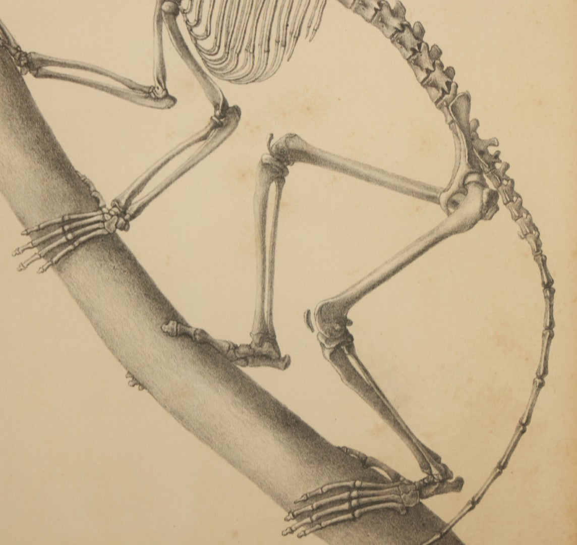 Lot 013 - Antique Animal Anatomy Book Plate Of The Greater Bamboo Lemur (Hapalemur Simus), H. Formant, Lithographer, In Modern Frame, 13" x 16"