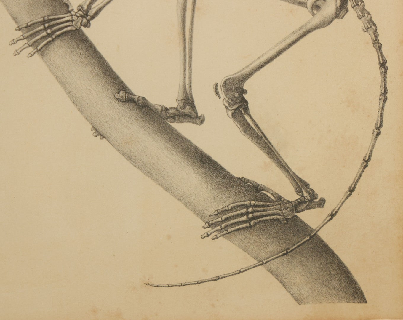 Lot 013 - Antique Animal Anatomy Book Plate Of The Greater Bamboo Lemur (Hapalemur Simus), H. Formant, Lithographer, In Modern Frame, 13" x 16"