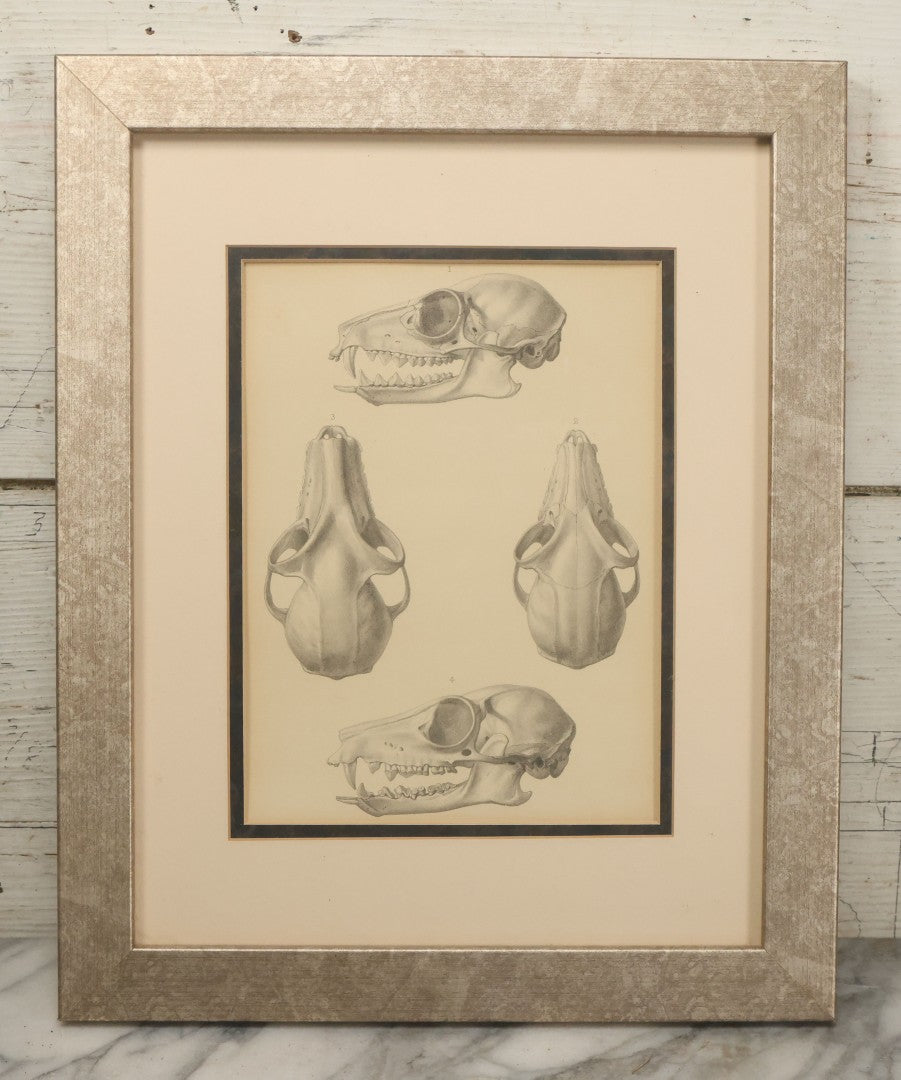 Lot 014 - Antique Animal Anatomy Book Plate Of A Canid (Dog, Wolf, Etc.) Species Skull In Different Views, In Modern Frame, 13" x 16"