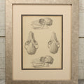 Lot 014 - Antique Animal Anatomy Book Plate Of A Canid (Dog, Wolf, Etc.) Species Skull In Different Views, In Modern Frame, 13" x 16"