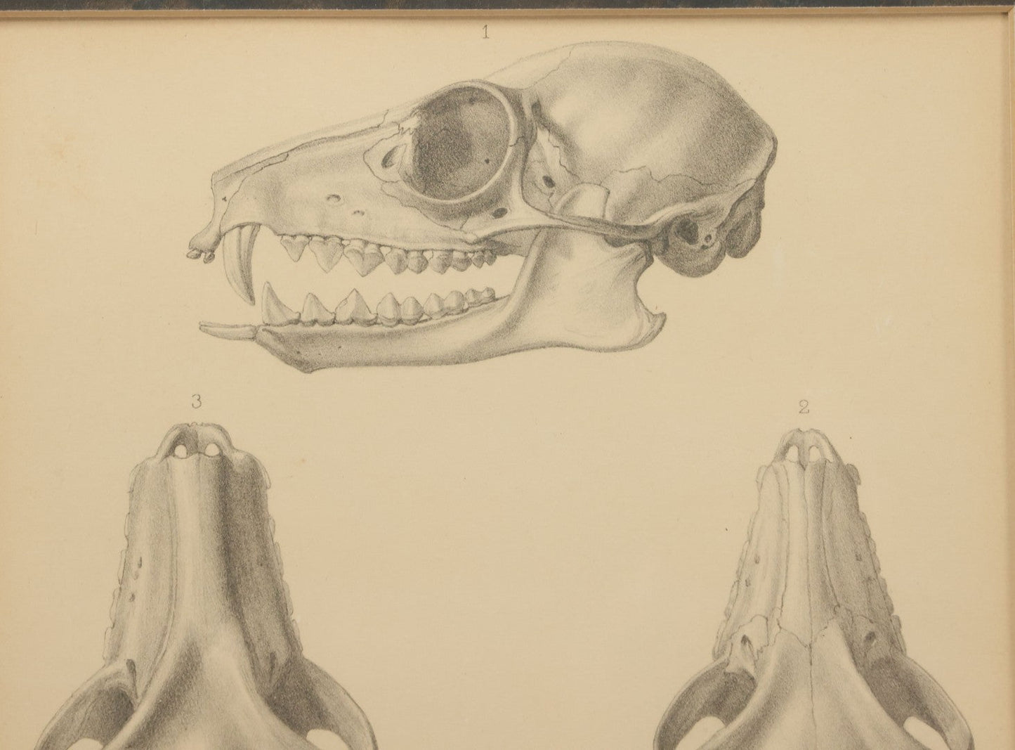 Lot 014 - Antique Animal Anatomy Book Plate Of A Canid (Dog, Wolf, Etc.) Species Skull In Different Views, In Modern Frame, 13" x 16"