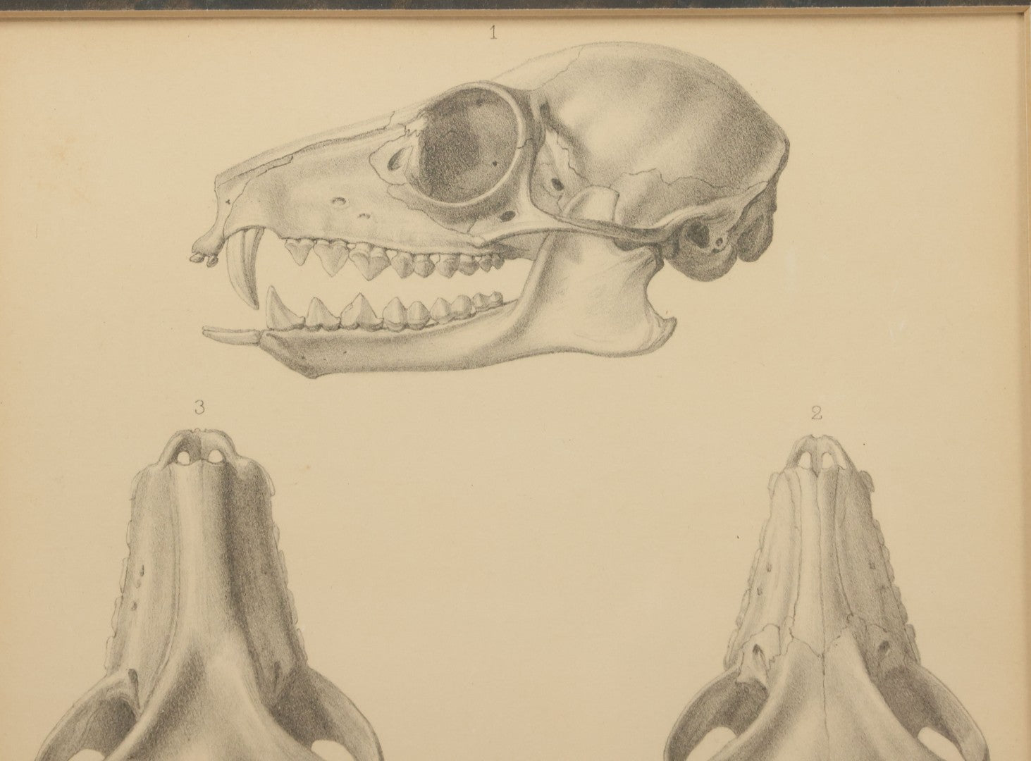 Lot 014 - Antique Animal Anatomy Book Plate Of A Canid (Dog, Wolf, Etc.) Species Skull In Different Views, In Modern Frame, 13" x 16"