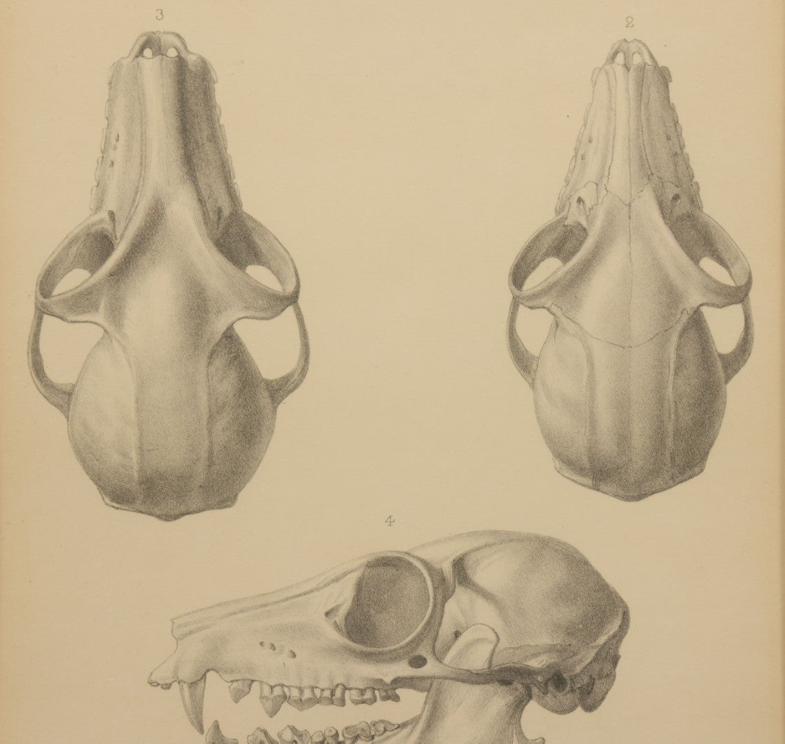 Lot 014 - Antique Animal Anatomy Book Plate Of A Canid (Dog, Wolf, Etc.) Species Skull In Different Views, In Modern Frame, 13" x 16"