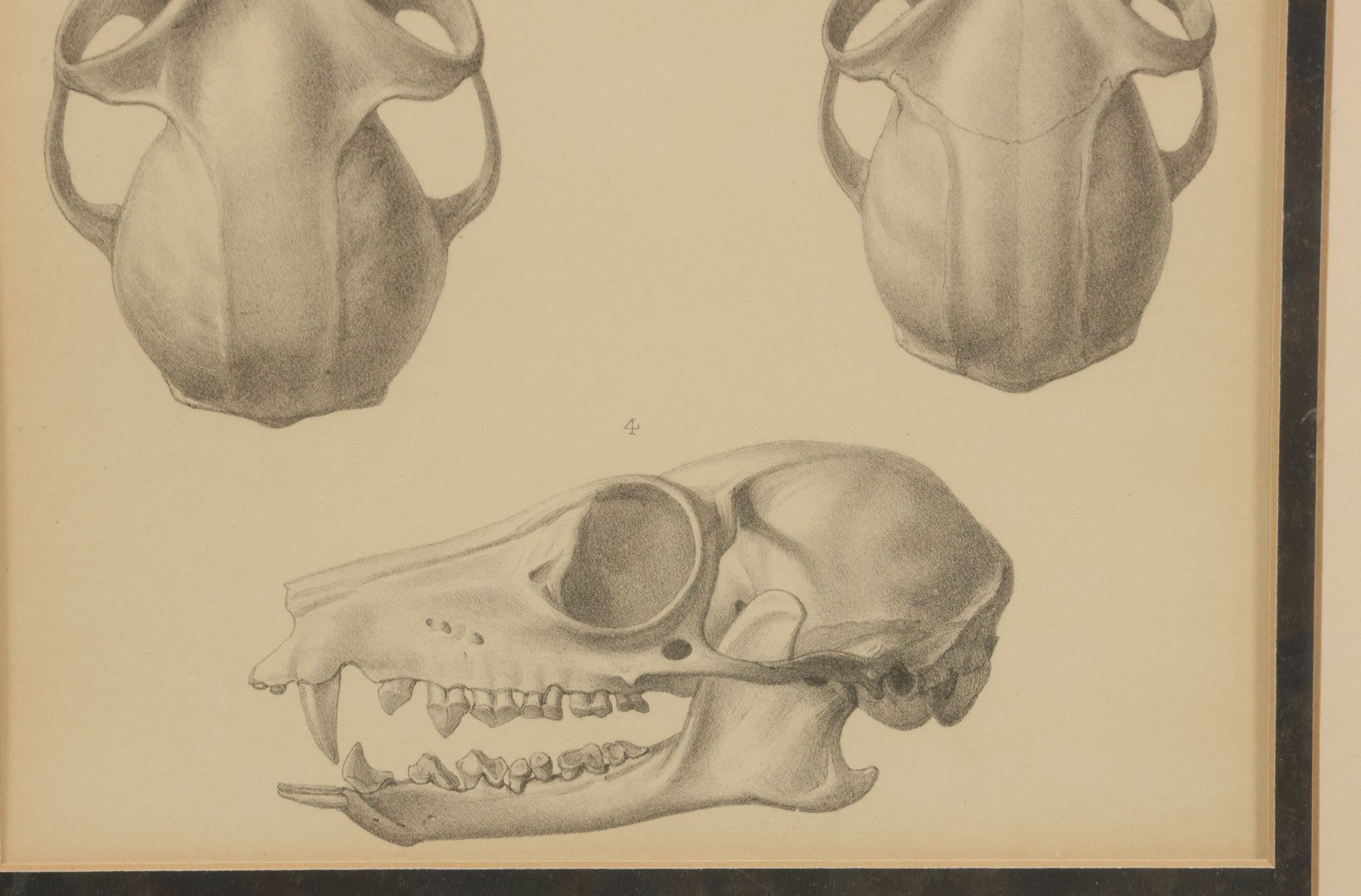 Lot 014 - Antique Animal Anatomy Book Plate Of A Canid (Dog, Wolf, Etc.) Species Skull In Different Views, In Modern Frame, 13" x 16"