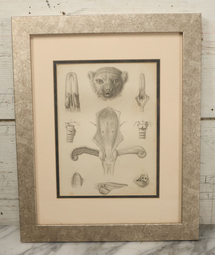 Lot 015 - Antique Animal Anatomy Book Plate Of The Male Eastern Woolly Lemur (Avahis Laniger), A.M. Edwards & Louveau, Lithographers, In Modern Frame, 13" x 16"