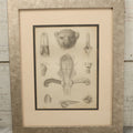 Lot 015 - Antique Animal Anatomy Book Plate Of The Male Eastern Woolly Lemur (Avahis Laniger), A.M. Edwards & Louveau, Lithographers, In Modern Frame, 13" x 16"