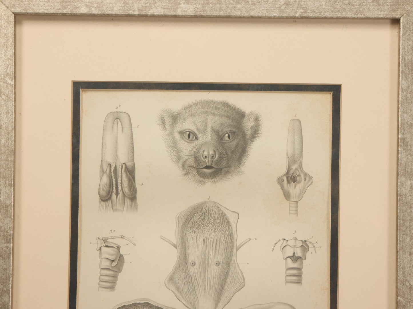 Lot 015 - Antique Animal Anatomy Book Plate Of The Male Eastern Woolly Lemur (Avahis Laniger), A.M. Edwards & Louveau, Lithographers, In Modern Frame, 13" x 16"