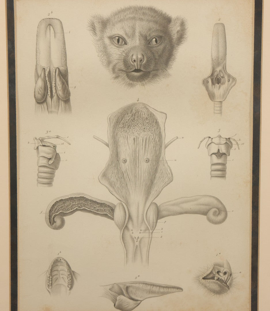 Lot 015 - Antique Animal Anatomy Book Plate Of The Male Eastern Woolly Lemur (Avahis Laniger), A.M. Edwards & Louveau, Lithographers, In Modern Frame, 13" x 16"