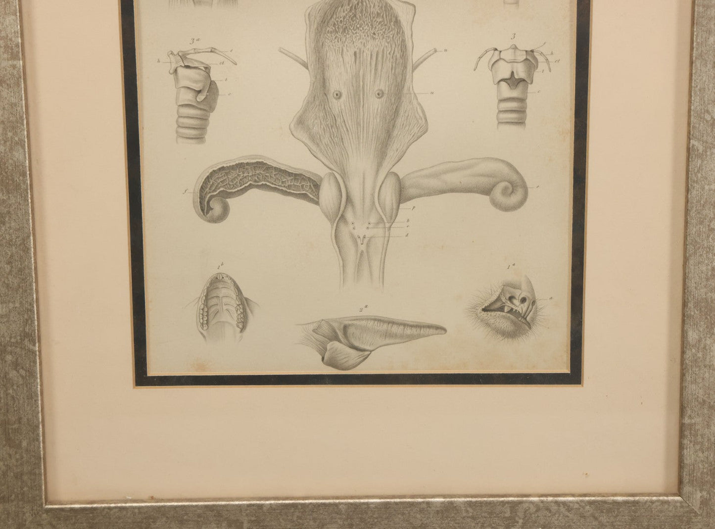 Lot 015 - Antique Animal Anatomy Book Plate Of The Male Eastern Woolly Lemur (Avahis Laniger), A.M. Edwards & Louveau, Lithographers, In Modern Frame, 13" x 16"