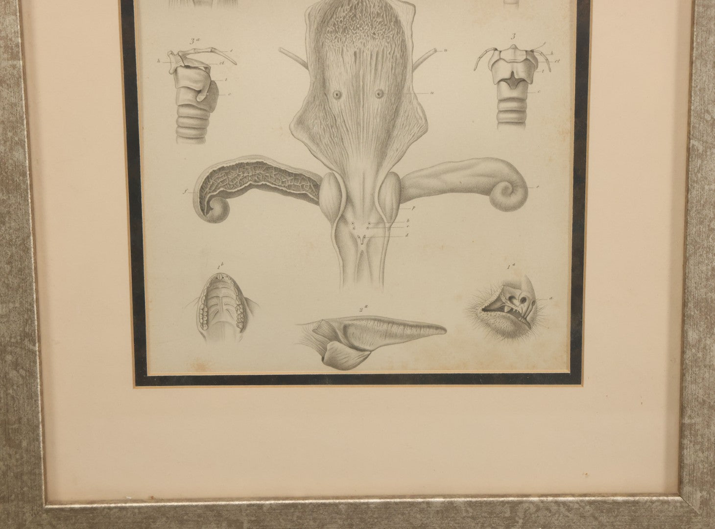Lot 015 - Antique Animal Anatomy Book Plate Of The Male Eastern Woolly Lemur (Avahis Laniger), A.M. Edwards & Louveau, Lithographers, In Modern Frame, 13" x 16"