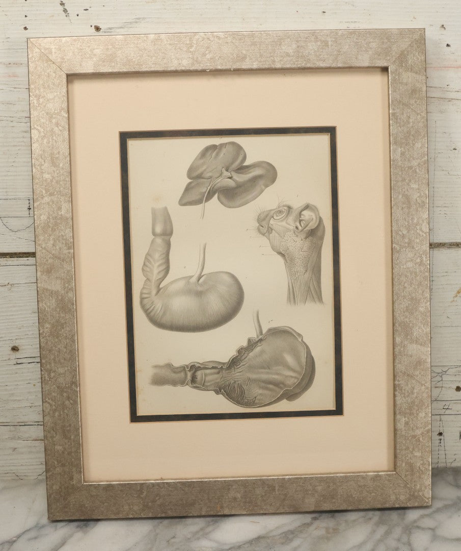 Lot 016 - Antique Animal Anatomy Book Plate Of A Lemur Species In Different Views, In Modern Frame, 13" x 16"