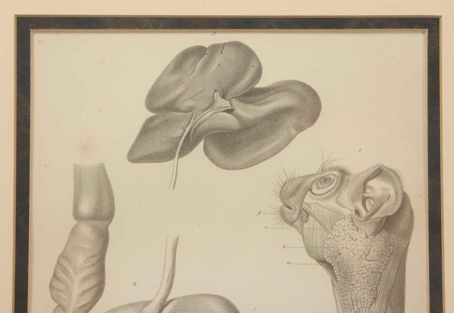 Lot 016 - Antique Animal Anatomy Book Plate Of A Lemur Species In Different Views, In Modern Frame, 13" x 16"