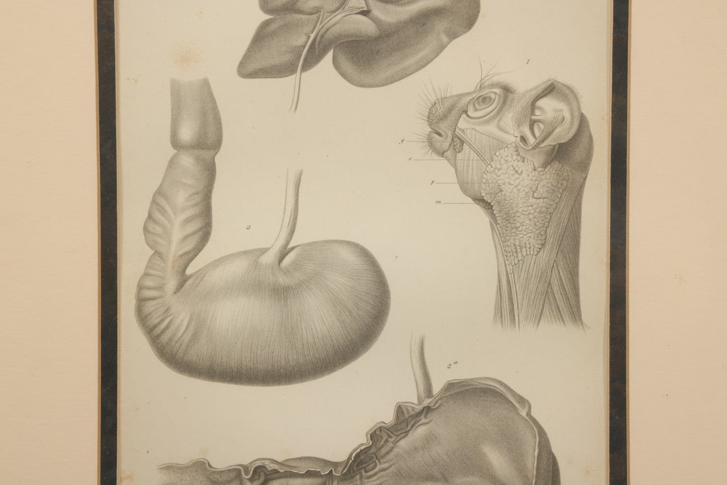Lot 016 - Antique Animal Anatomy Book Plate Of A Lemur Species In Different Views, In Modern Frame, 13" x 16"