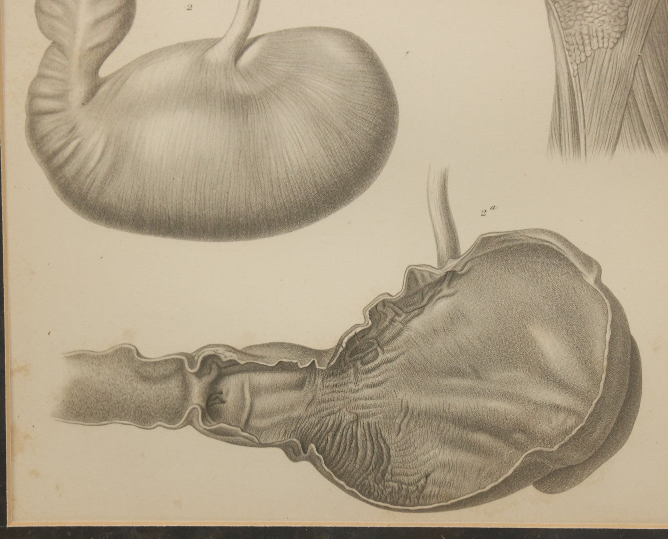 Lot 016 - Antique Animal Anatomy Book Plate Of A Lemur Species In Different Views, In Modern Frame, 13" x 16"