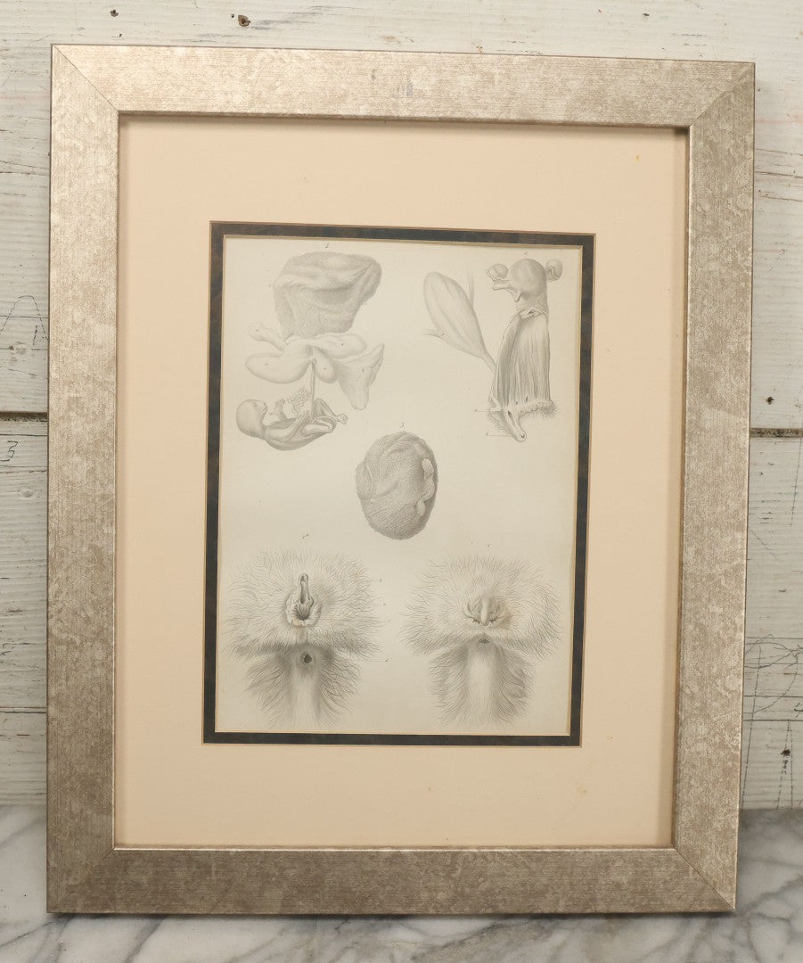 Lot 017 - Antique Animal Anatomy Book Plate Of A Lemur Or Similar Species Sexual Organs And Reproduction, In Modern Frame, 13" x 16"