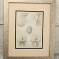 Lot 017 - Antique Animal Anatomy Book Plate Of A Lemur Or Similar Species Sexual Organs And Reproduction, In Modern Frame, 13" x 16"