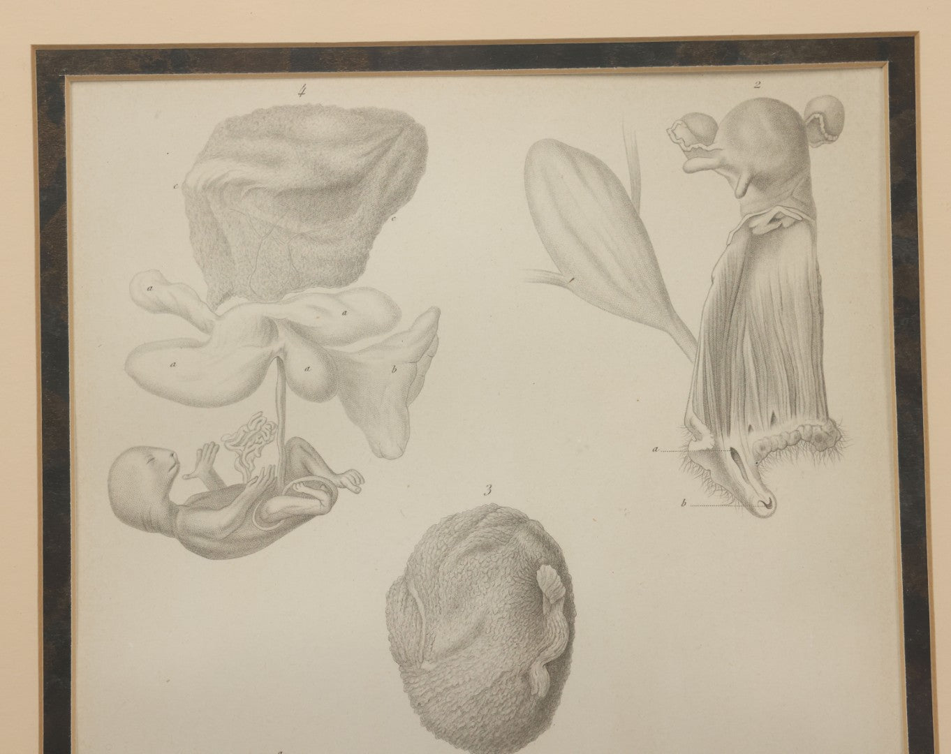 Lot 017 - Antique Animal Anatomy Book Plate Of A Lemur Or Similar Species Sexual Organs And Reproduction, In Modern Frame, 13" x 16"