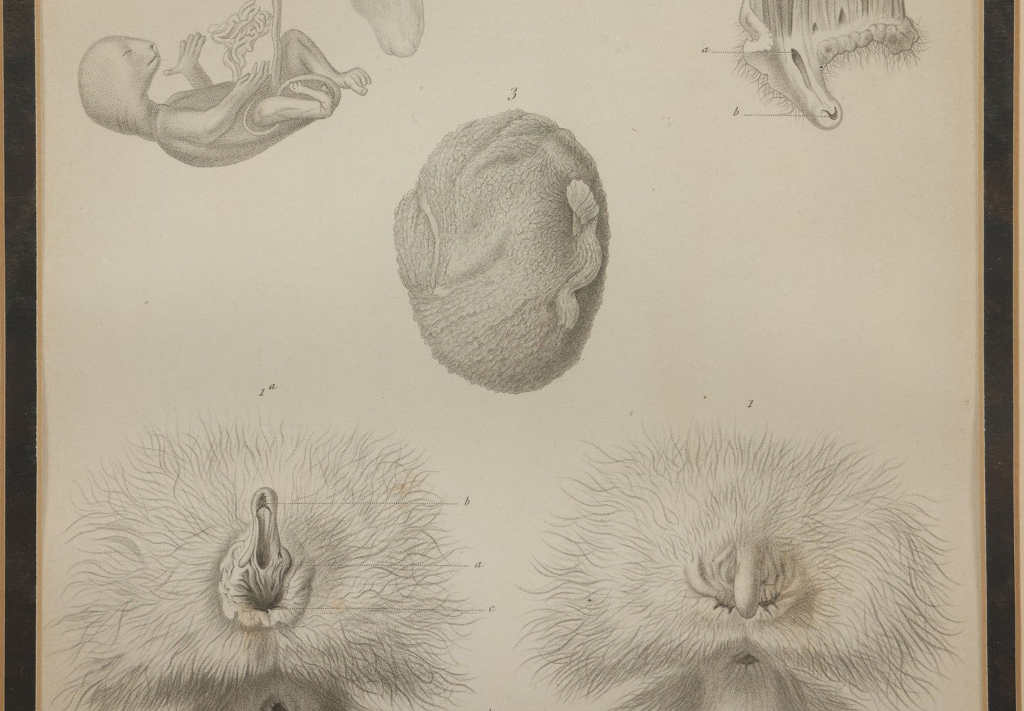 Lot 017 - Antique Animal Anatomy Book Plate Of A Lemur Or Similar Species Sexual Organs And Reproduction, In Modern Frame, 13" x 16"